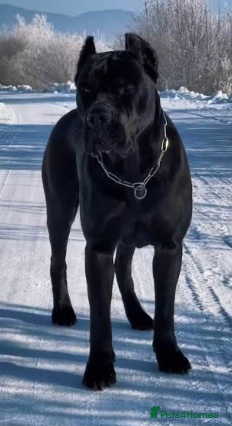 Mixed Breed dogs Athena Mali x cane corso  - Advert 7