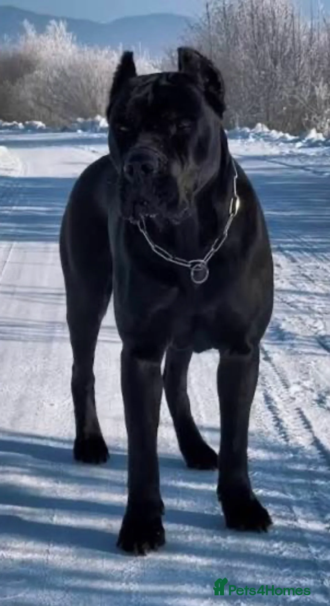 Mixed Breed dogs for sale: Athena Mali x cane corso  - Advert 1