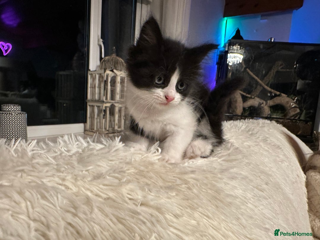 Maine Coon cats for sale: Maine Coon Crosses - Advert 3