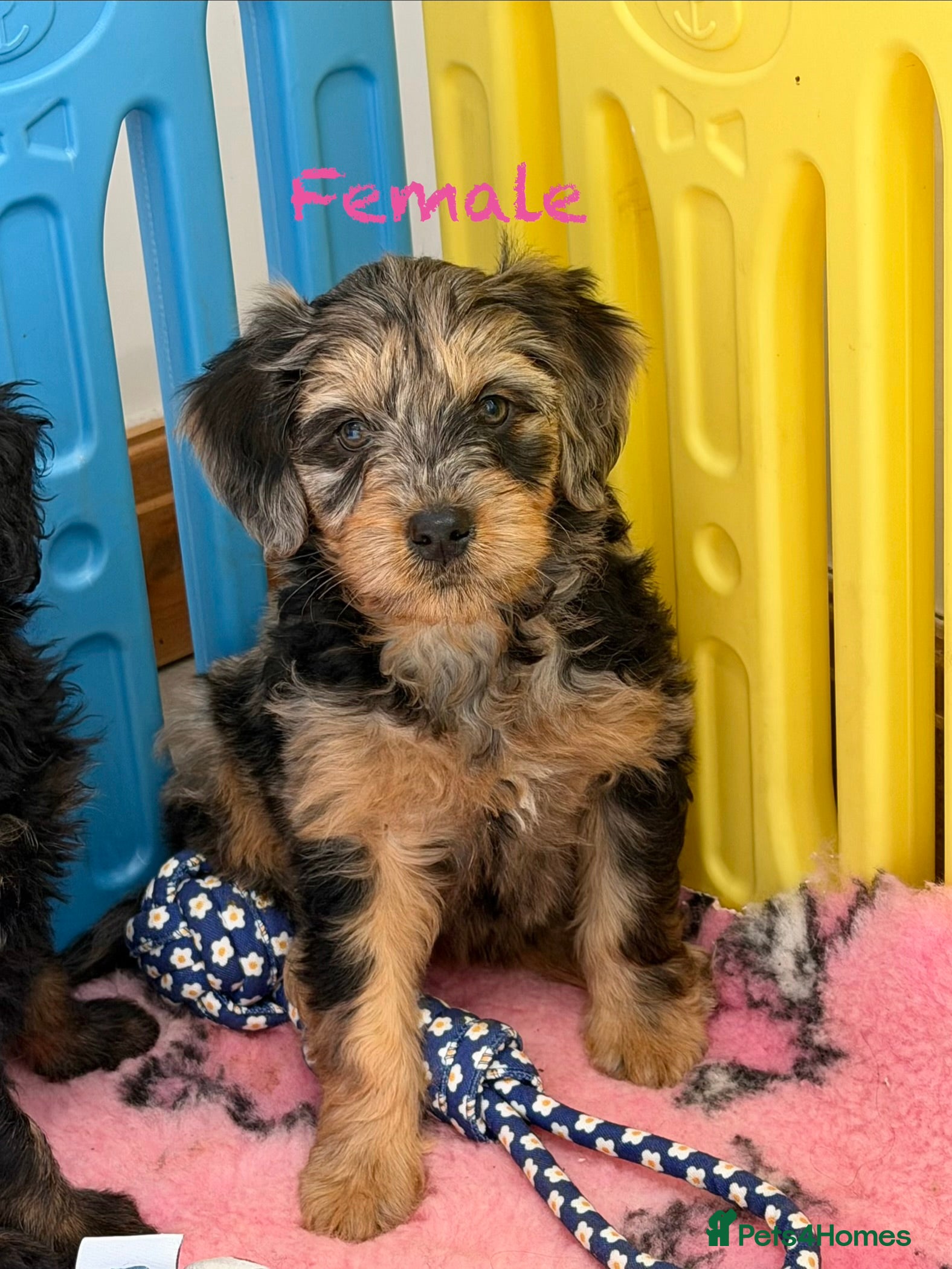 Mini Goldendoodle dogs Ready now health tested F1 goldendoodle puppies  - Advert 10