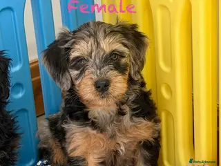 Mini Goldendoodle dogs Ready now health tested F1 goldendoodle puppies - Advert 14