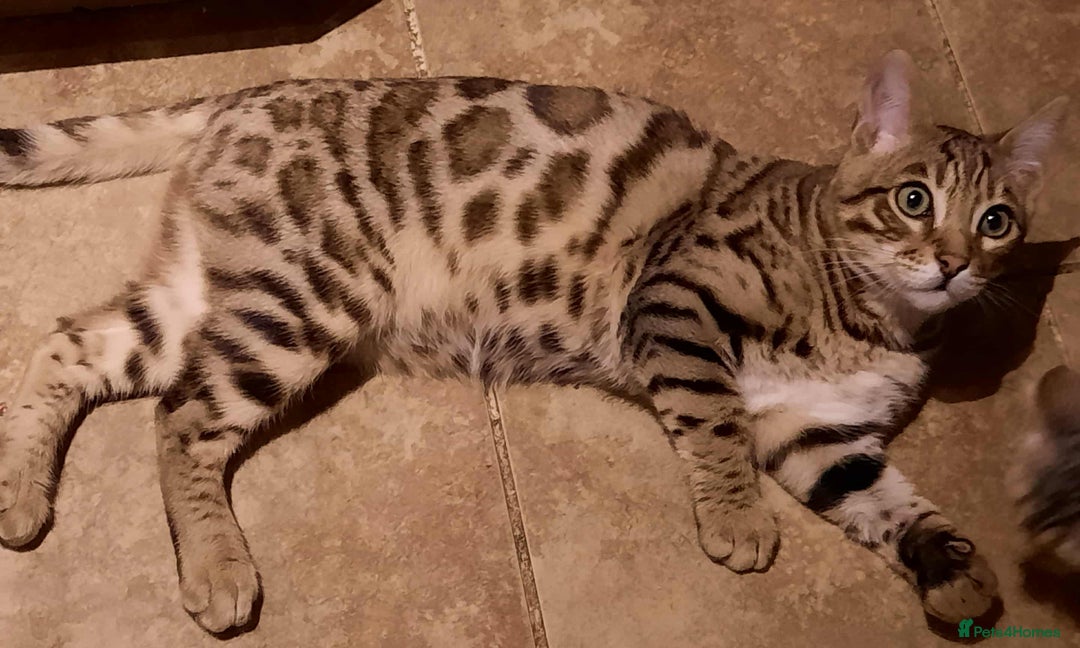 Bengal cats for sale: STUNNING GLITTER PELTED TICA REG BENGAL KITTENS - Advert 35