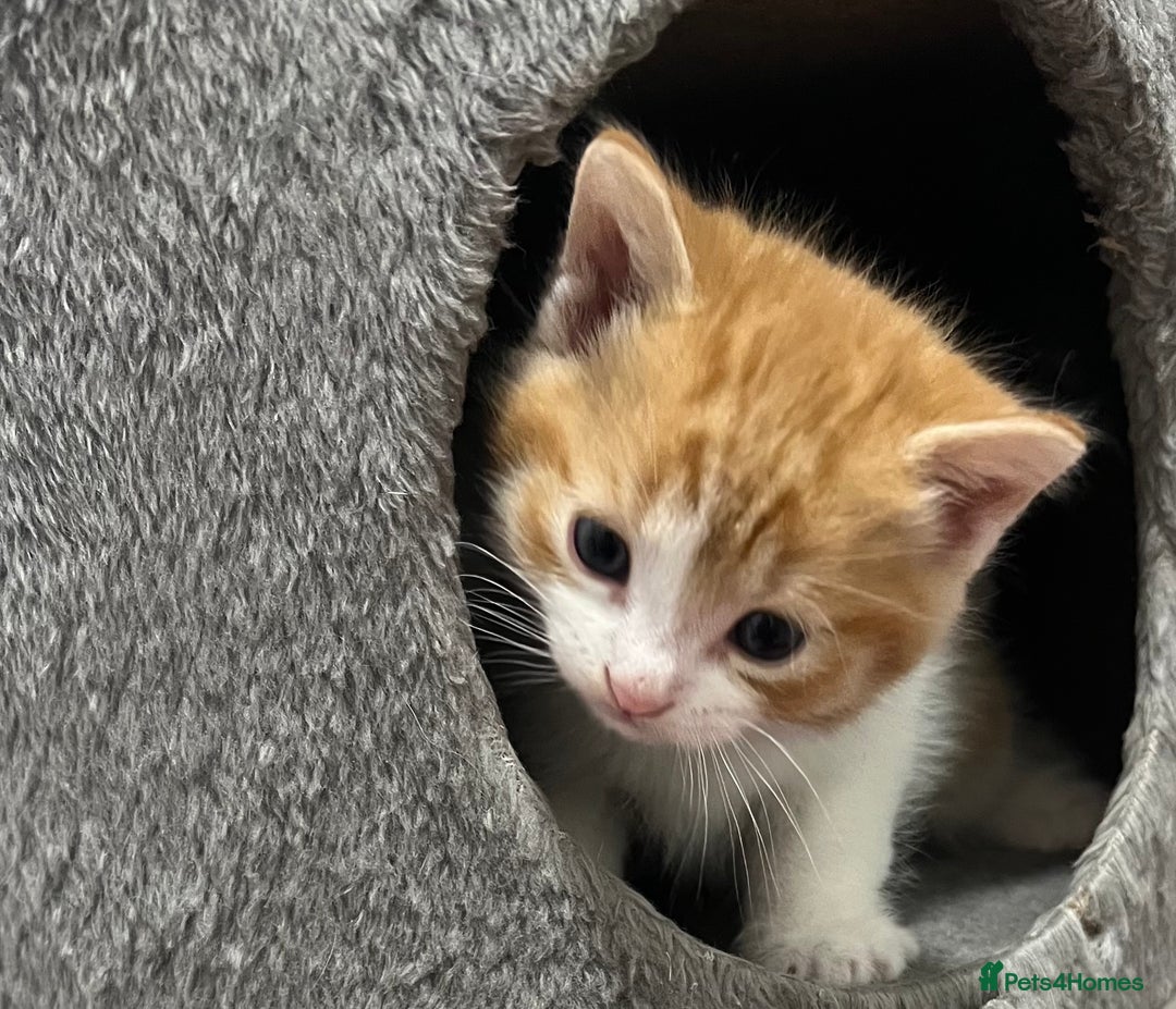 Mixed Breed cats for sale: A Surprise Litter. Dot’s first and last!  - Advert 2