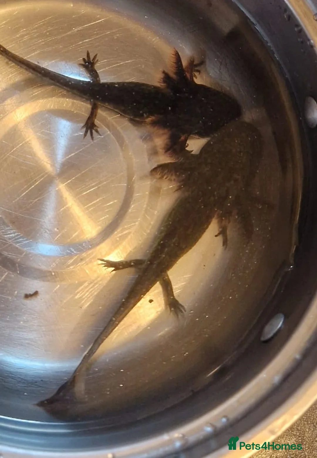 Mixed Breed livestock for sale: Axolotl  - Advert 2