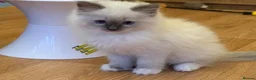 Ragdoll cats for sale: GCCF Registered Ragdoll Kittens - Advert 7