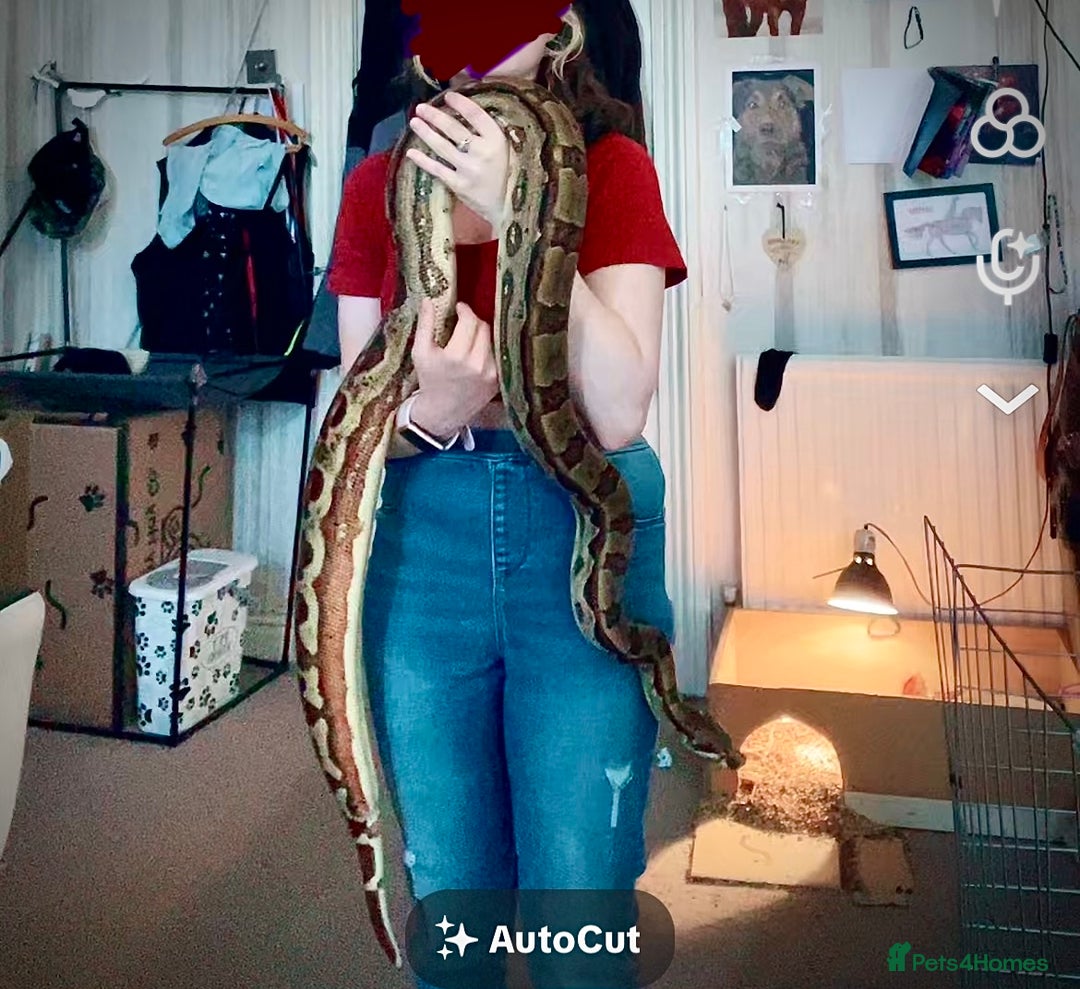 Boa Snake reptiles for sale: 6FT Boa + Setup for rehome - Advert 1