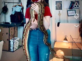 Boa Snake reptiles 6FT Boa + Setup for rehome - Advert 7