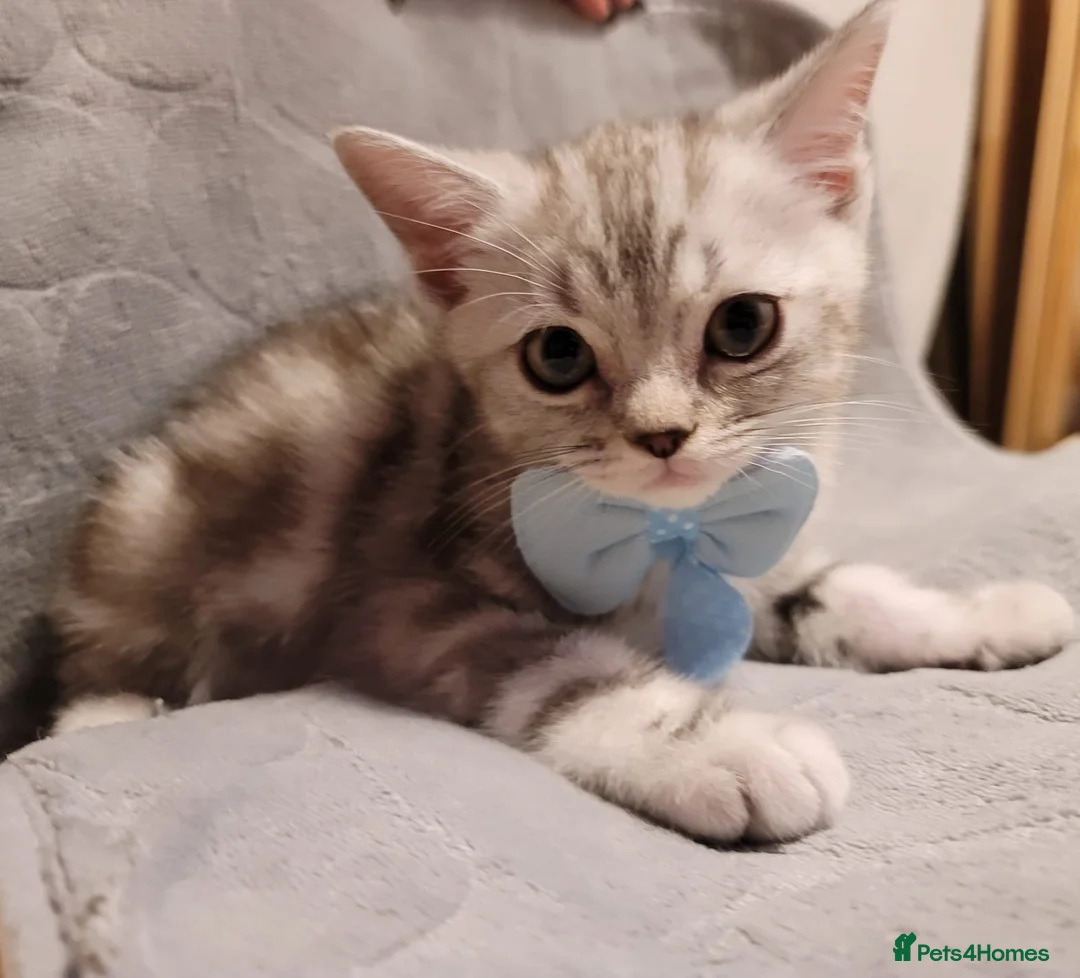 British Shorthair cats for sale: Beautiful British short hair male kitten - Advert 9