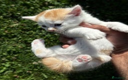 Mixed Breed cats for sale: A kitten - Image 4