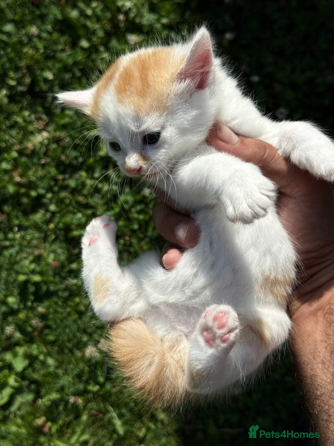 Mixed Breed cats for sale: A kitten - Image 4