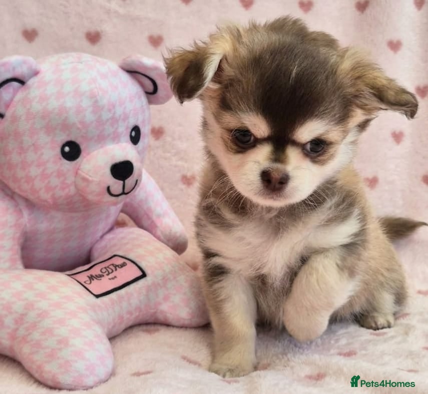 Chihuahua dogs AMAZING LONGCOAT CHIHUAHUA PUPPIES  - Advert 1