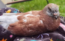Pigeons birds for sale: Pigeon (Ash Red Check) - [Semi Hand-Raised Baby] - Image 4