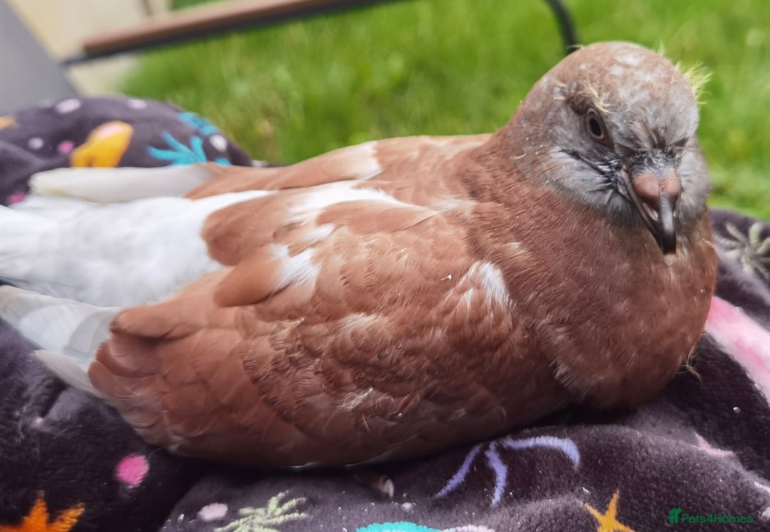 Pigeons birds for sale: Pigeon (Ash Red Check) - [Semi Hand-Raised Baby] - Image 4