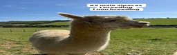 Alpaca livestock for sale: 2 male alpacas looking for a new home  in Dover - Advert 4