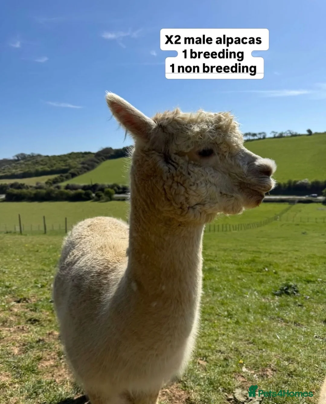 Alpaca livestock for sale: 2 male alpacas looking for a new home  in Dover - Advert 4
