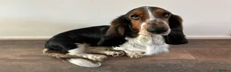 Basset Hound dogs for sale: Basset hound for sale in Swadlincote - Advert 10