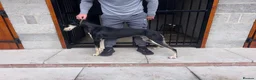 Lurcher dogs for sale: Saluki greyhound in Doncaster - Advert 4
