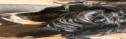 Cocker Spaniel dogs for sale: Blue Roan and Liver Roan Cocker Spaniels for Sale  - Advert 17