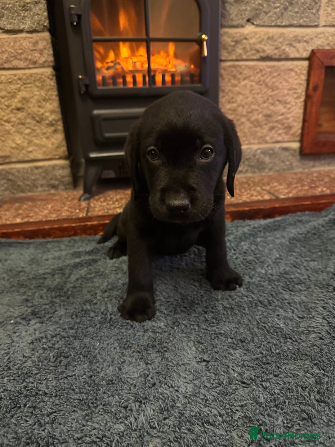 Labrador Retriever dogs for sale: Lablador retriever puppy’s 2 black male left only  - Advert 11