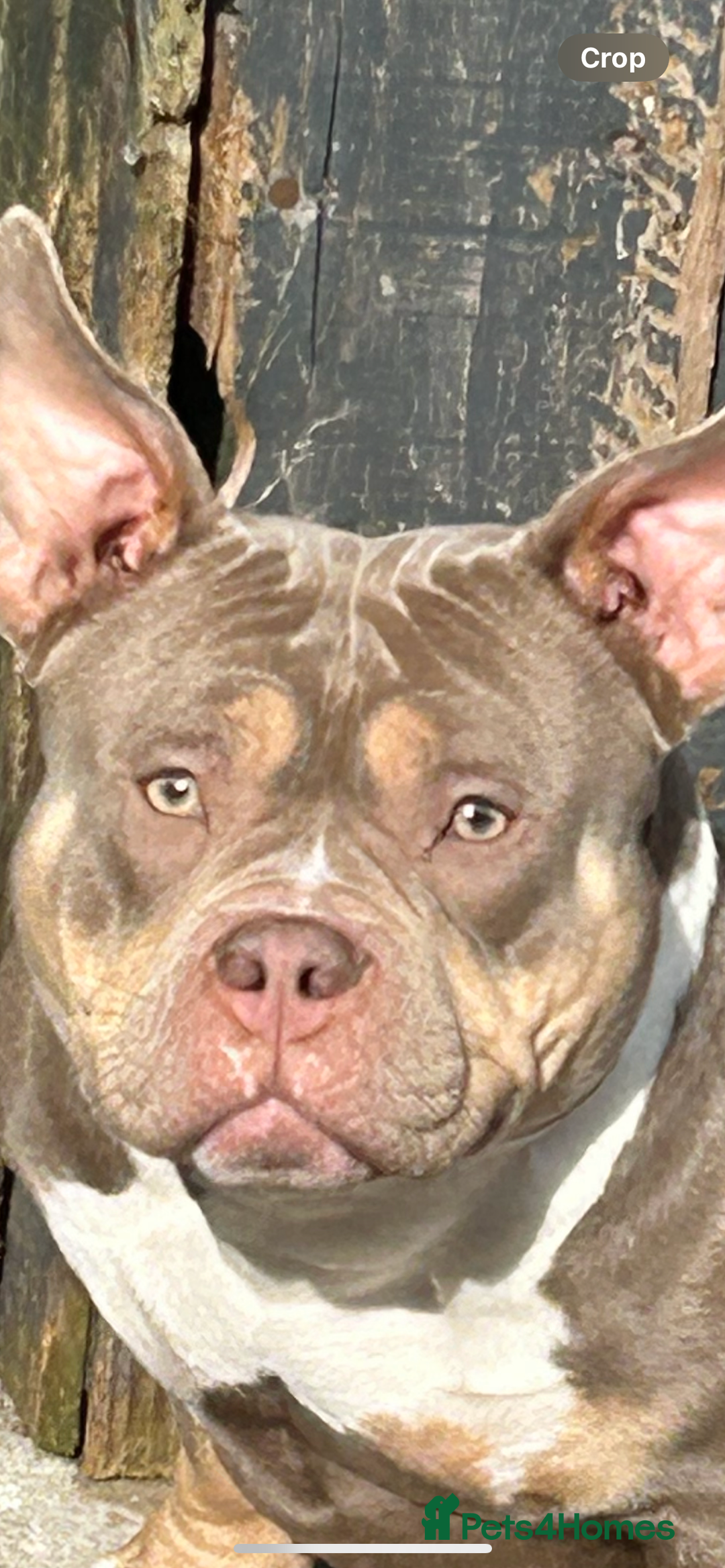 Shorty Bull dogs for sale: Pocket bully for loving home - Image 2