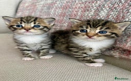 Siberian cats for sale: Five fluffy kittens  - Image 2