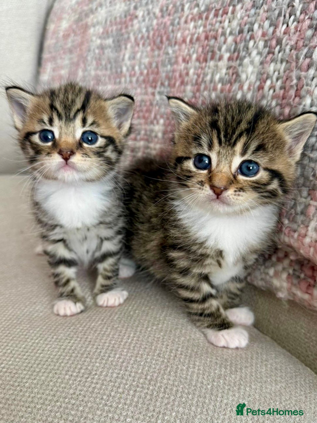 Siberian cats for sale: Five fluffy kittens  - Image 2