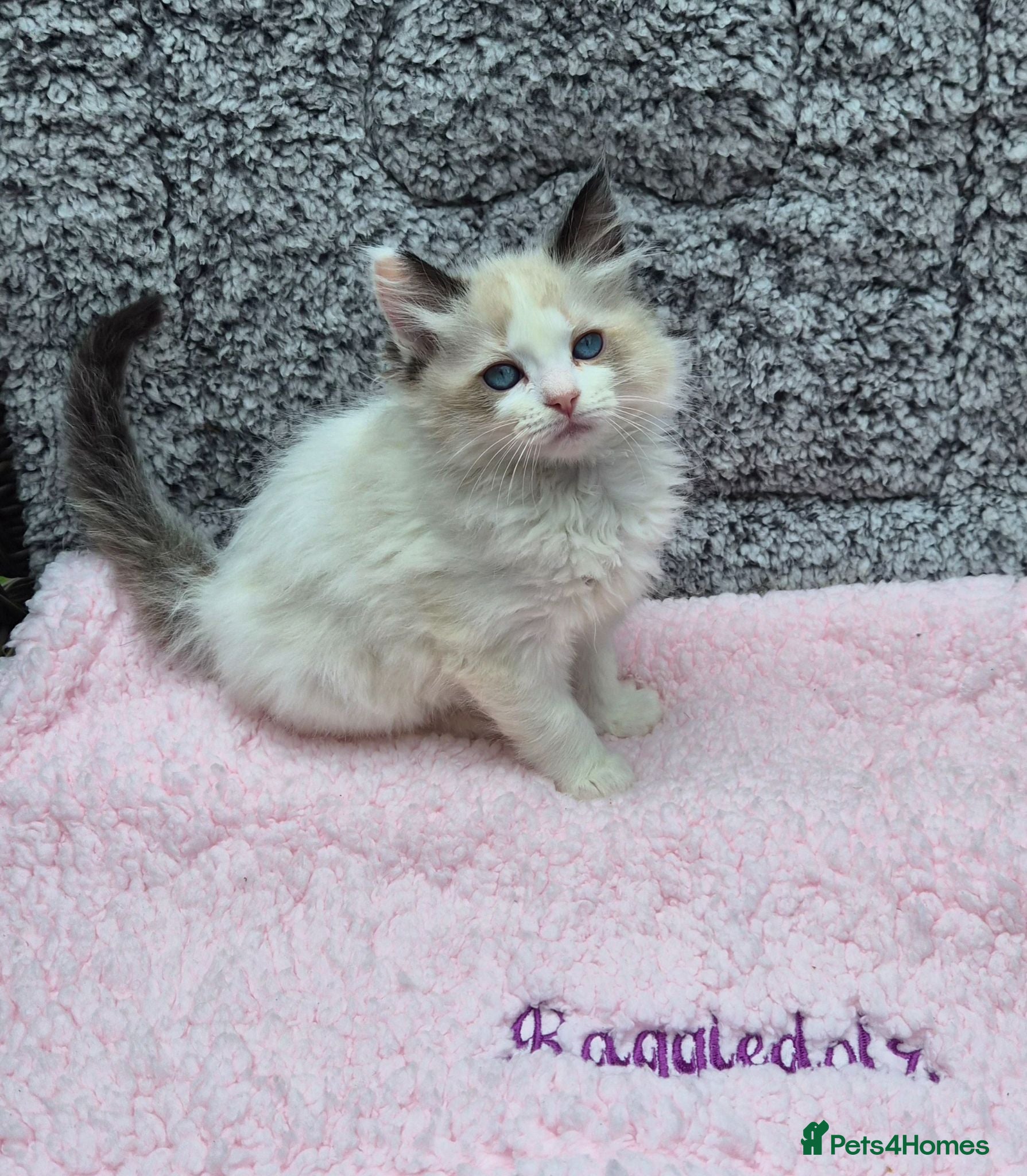 Ragdoll cats GCCF Registered Ragdoll Kittens  - Advert 1
