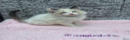 Ragdoll cats for sale: GCCF Registered Ragdoll Kittens  - Advert 1