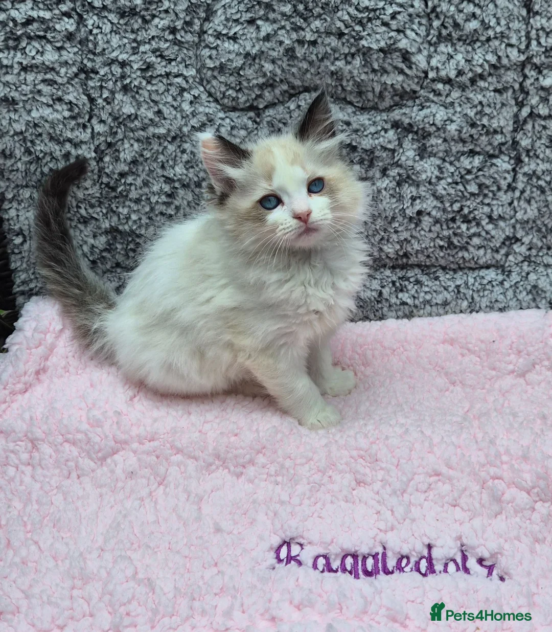 Ragdoll cats for sale: GCCF Registered Ragdoll Kittens  - Advert 1