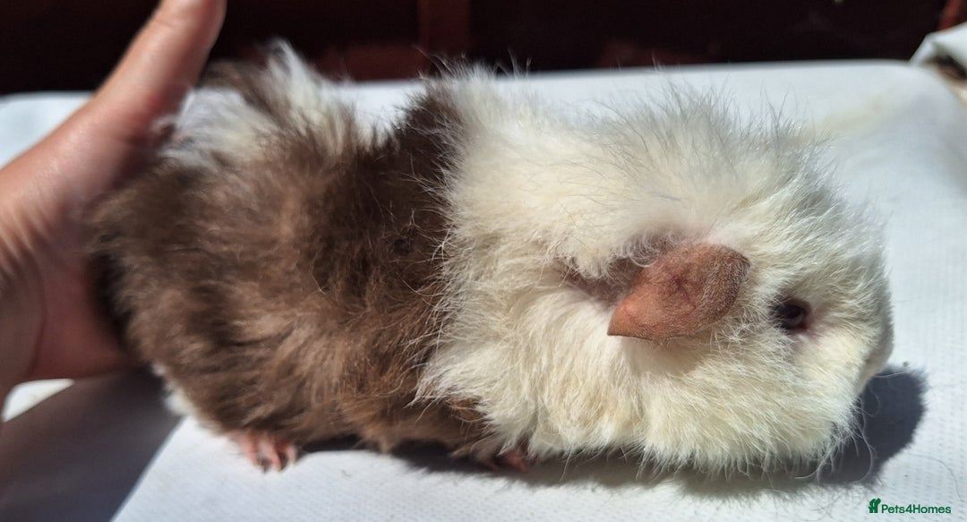 Guinea Pig rodents for sale: Beautiful Guinea Pigs For Sale (as the pair) in Nuneaton - Image 2