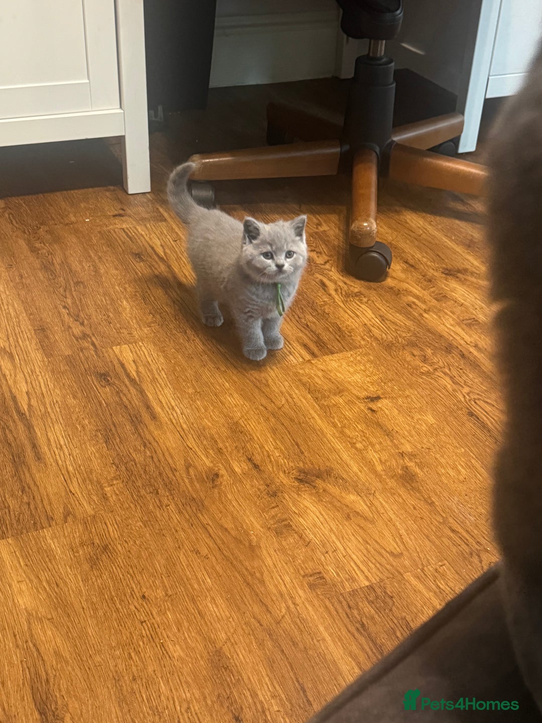 British Shorthair cats for sale: 🐾 British Shorthair Kittens 🐾 - Image 13