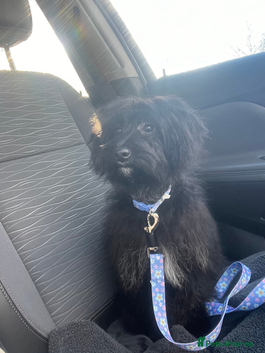 Cavapoo dogs for sale: Female cavapoo - Advert 3