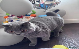 British Shorthair cats for sale: British shorthair Mimi Looking for a Loving Home  - Image 10