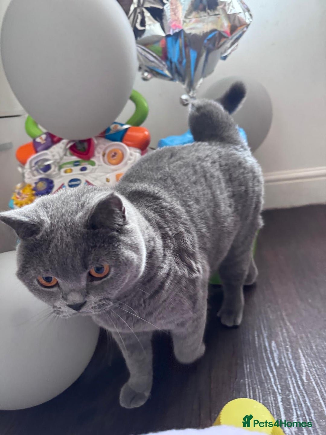 British Shorthair cats for sale: British shorthair Mimi Looking for a Loving Home  - Image 10