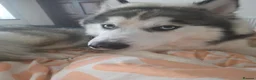 Alaskan Malamute dogs for sale: Alaskan malamute x husky  - Advert 4