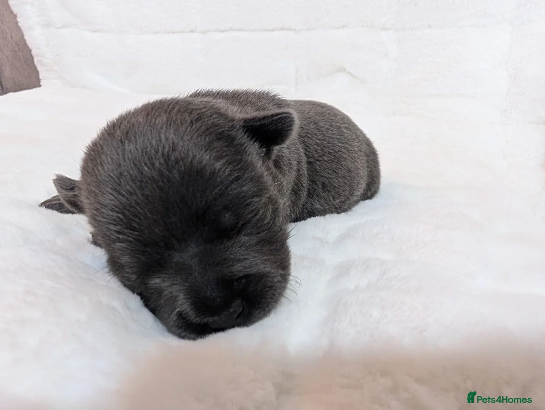 Staffordshire Bull Terrier dogs for sale: Staffordshire Bull Terrier - Advert 13
