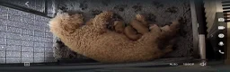 Poochon dogs for sale: Poochon x miniature poodle pups ready 28/08/26 - Advert 2