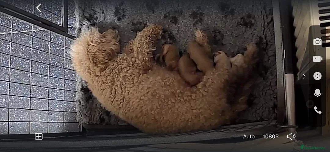 Poochon dogs for sale: Poochon x miniature poodle pups ready 28/08/26 - Advert 2