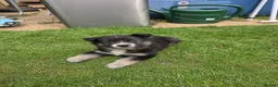 Siberian Husky dogs for sale: Yakutian Laika puppies  - Advert 3