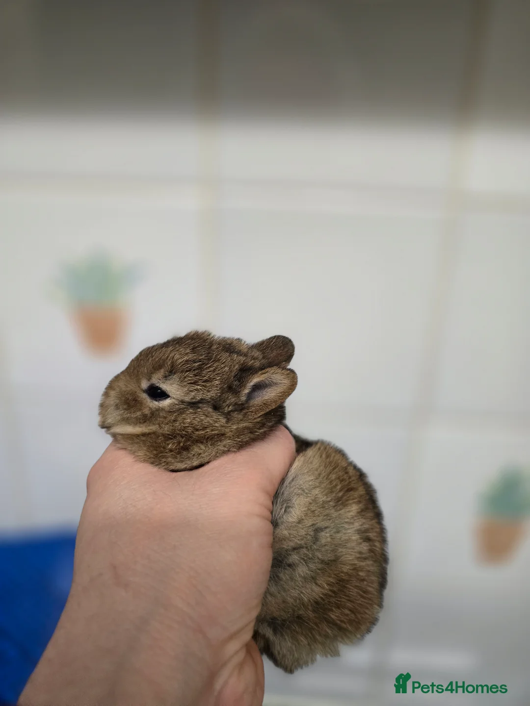 Netherland Dwarf rabbits for sale: Netherland dwarf babies bunnies - Advert 10