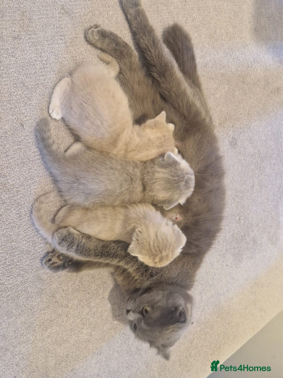 Scottish Fold cats for sale: 🐾 Adorable Scottish Kittens Seeking Loving Homes  - Image 2