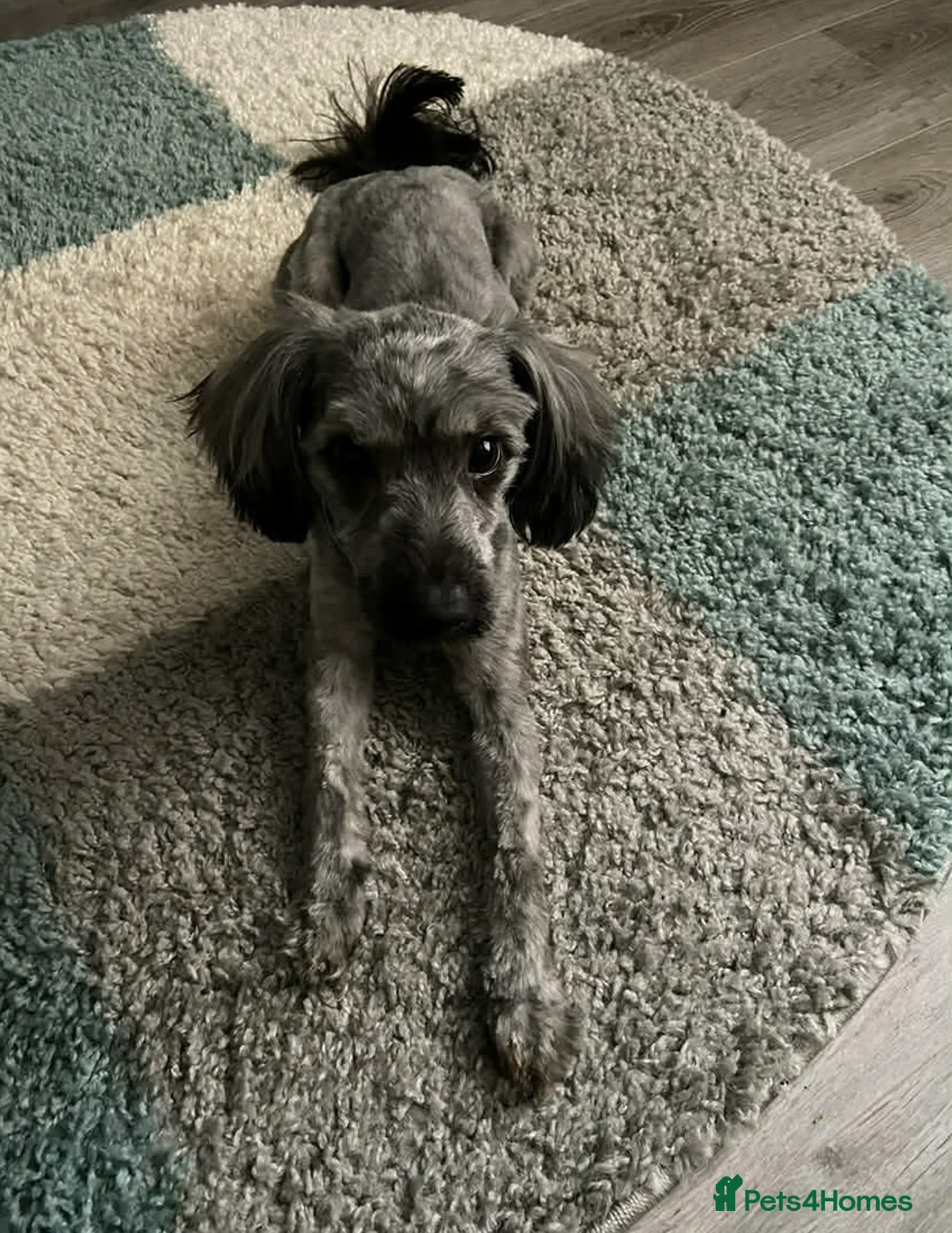 Yorkiepoo dogs for sale: 5 Yr Old Male Yorkiepoo Seeking Forever Home  - Advert 2