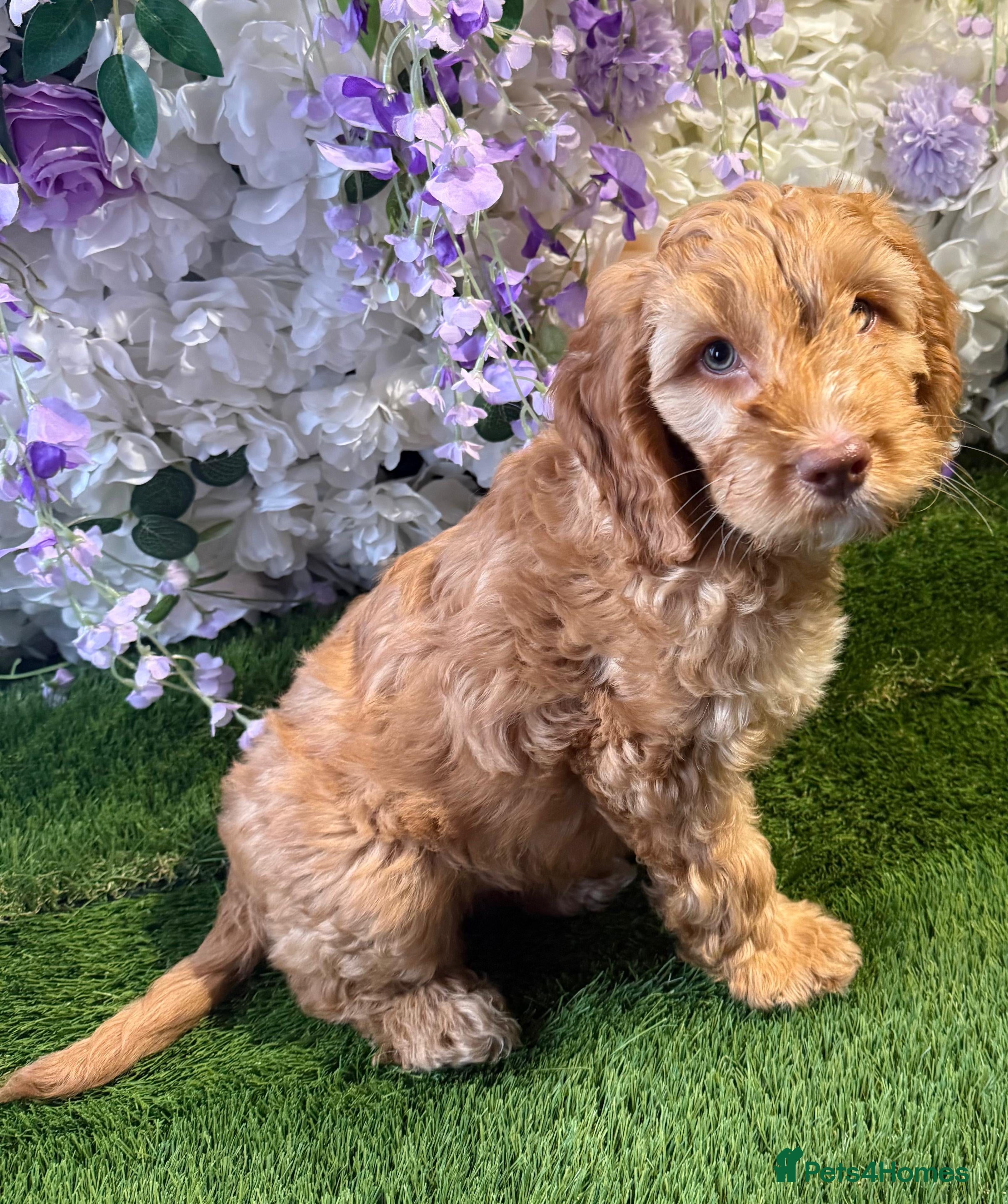 Cockapoo dogs F1 mini cockapoo boy  - Advert 1