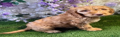 Cockapoo Puppy 1
