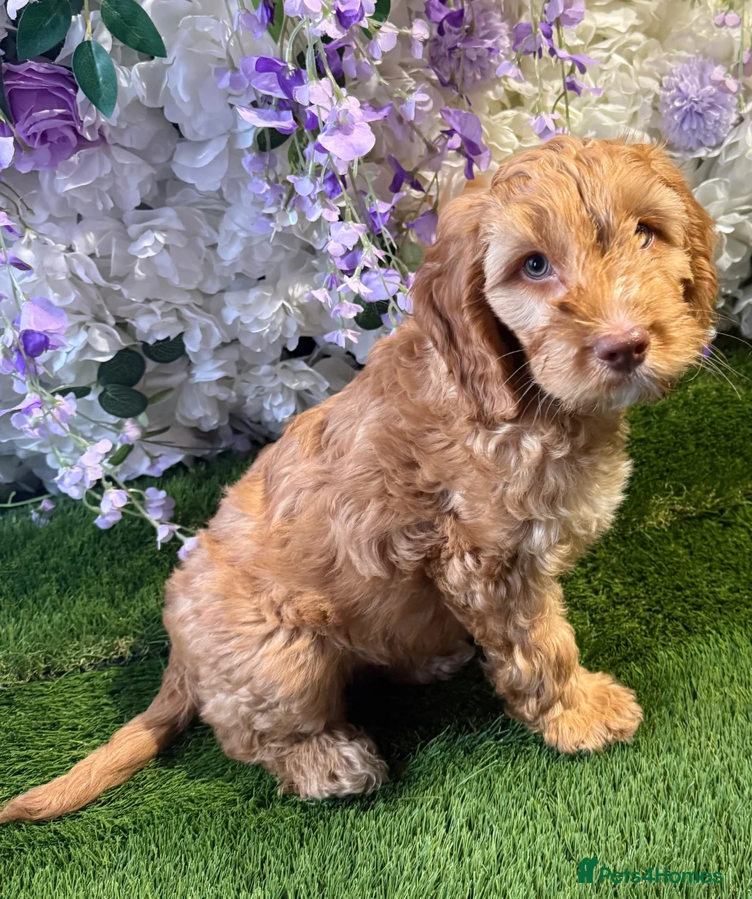 Cockapoo dogs for sale: F1 mini cockapoo boy  - Advert 1