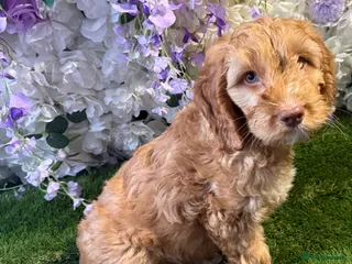 Cockapoo dogs for sale: F1 mini cockapoo boy - Advert 2