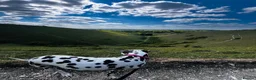 Dalmatian dogs for sale: Female deaf Dalmatian  in Southsea - Advert 17