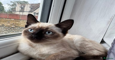 Ragdoll cats - Advert 6