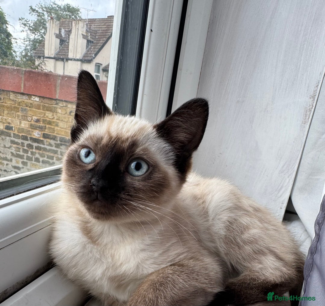 Ragdoll cats for sale: Beautiful Ragdoll Mix Kitten ready for home😻 - Image 3