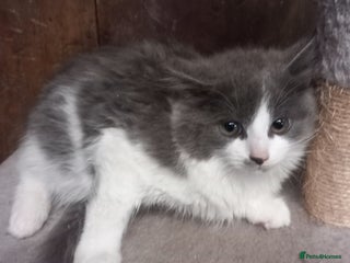 Mixed Breed cats for sale - Advert 1